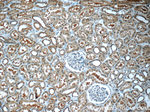 EXOSC7 Antibody in Immunohistochemistry (Paraffin) (IHC (P))