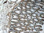 EXOSC7 Antibody in Immunohistochemistry (Paraffin) (IHC (P))