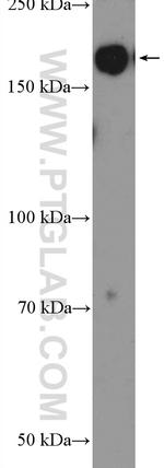 MLH3 Antibody in Western Blot (WB)