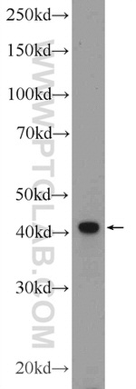F2RL3 Antibody in Western Blot (WB)