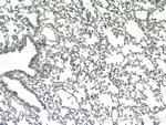 F2RL3 Antibody in Immunohistochemistry (Paraffin) (IHC (P))