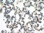 F2RL3 Antibody in Immunohistochemistry (Paraffin) (IHC (P))