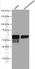 RUNX1 (middle) Antibody in Western Blot (WB)