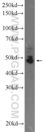 RUNX1 (middle) Antibody in Western Blot (WB)