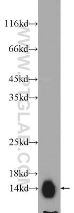 ATP6V1G2 Antibody in Western Blot (WB)