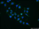 DYNC1LI1 Antibody in Immunocytochemistry (ICC/IF)