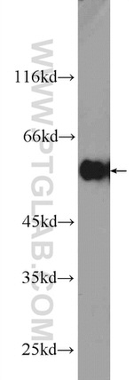 DYNC1LI1 Antibody in Western Blot (WB)