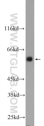 DYNC1LI1 Antibody in Western Blot (WB)