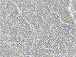 CPEB4 Antibody in Immunohistochemistry (Paraffin) (IHC (P))