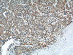 AGTR1 Antibody in Immunohistochemistry (Paraffin) (IHC (P))