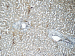 SENP1 Antibody in Immunohistochemistry (Paraffin) (IHC (P))