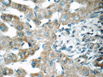 SENP1 Antibody in Immunohistochemistry (Paraffin) (IHC (P))