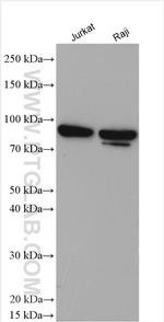 NOX5 Antibody in Western Blot (WB)