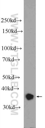 YOD1 Antibody in Western Blot (WB)