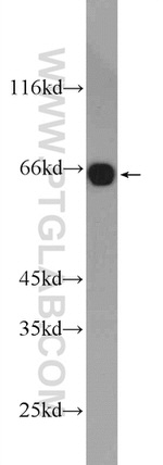 MTF1 Antibody in Western Blot (WB)