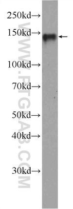 CYTSA Antibody in Western Blot (WB)