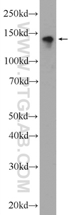 CYTSA Antibody in Western Blot (WB)