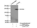 CYTSA Antibody in Immunoprecipitation (IP)