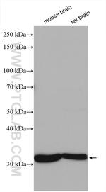 SLC25A22 Antibody in Western Blot (WB)