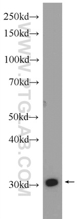 SLC25A22 Antibody in Western Blot (WB)