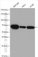 HSP70 Antibody in Western Blot (WB)