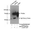 HSP70 Antibody in Immunoprecipitation (IP)