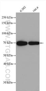 HSP70 Antibody in Western Blot (WB)