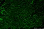 SOX15 Antibody in Immunohistochemistry (PFA fixed) (IHC (PFA))