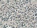 SOX15 Antibody in Immunohistochemistry (Paraffin) (IHC (P))