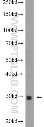 SOX15 Antibody in Western Blot (WB)