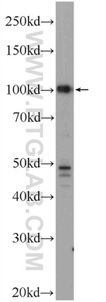 TSC22D2 Antibody in Western Blot (WB)