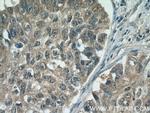 KIAA0907 Antibody in Immunohistochemistry (Paraffin) (IHC (P))