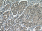 KIAA0907 Antibody in Immunohistochemistry (Paraffin) (IHC (P))