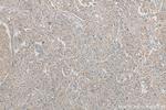 KIAA0907 Antibody in Immunohistochemistry (Paraffin) (IHC (P))