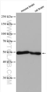 KCTD16 Antibody in Western Blot (WB)