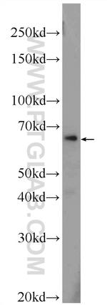 ZNF774 Antibody in Western Blot (WB)