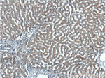 VSTM2L Antibody in Immunohistochemistry (Paraffin) (IHC (P))