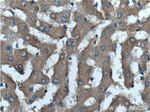 VSTM2L Antibody in Immunohistochemistry (Paraffin) (IHC (P))