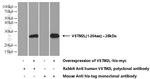 VSTM2L Antibody in Western Blot (WB)