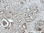 TWIST1 Antibody in Immunohistochemistry (Paraffin) (IHC (P))