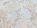 MXRA5 Antibody in Immunohistochemistry (Paraffin) (IHC (P))