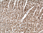 TMEM102 Antibody in Immunohistochemistry (Paraffin) (IHC (P))