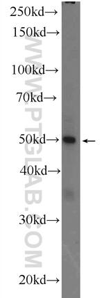 ZNF134 Antibody in Western Blot (WB)