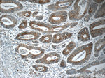 NPB Antibody in Immunohistochemistry (Paraffin) (IHC (P))