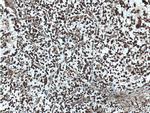 beta Amyloid (C-Terminal) Antibody in Immunohistochemistry (Paraffin) (IHC (P))