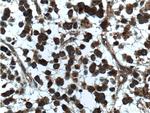 beta Amyloid (C-Terminal) Antibody in Immunohistochemistry (Paraffin) (IHC (P))