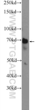 WDR76 Antibody in Western Blot (WB)