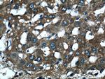 DLL3 Antibody in Immunohistochemistry (Paraffin) (IHC (P))