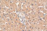 DLL3 Antibody in Immunohistochemistry (Paraffin) (IHC (P))