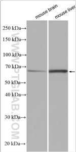 DLL3 Antibody in Western Blot (WB)